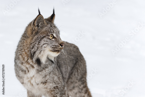 Canadian Lynx (Lynx canadensis) Ears Up Looks Right Copy Space Winter