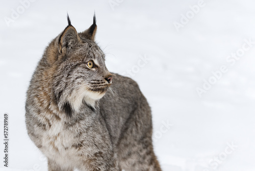 Obraz na płótnie Canadian Lynx (Lynx canadensis) Ears Up Looks Right Copy Space Winter w salonie
