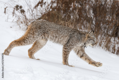 Canadian Lynx (Lynx canadensis) Steps Right Front Paw Up Winter