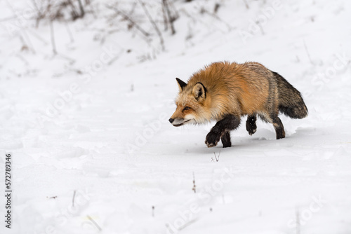 Red Fox (Vulpes vulpes) Runs Left Looking Left Winter © geoffkuchera