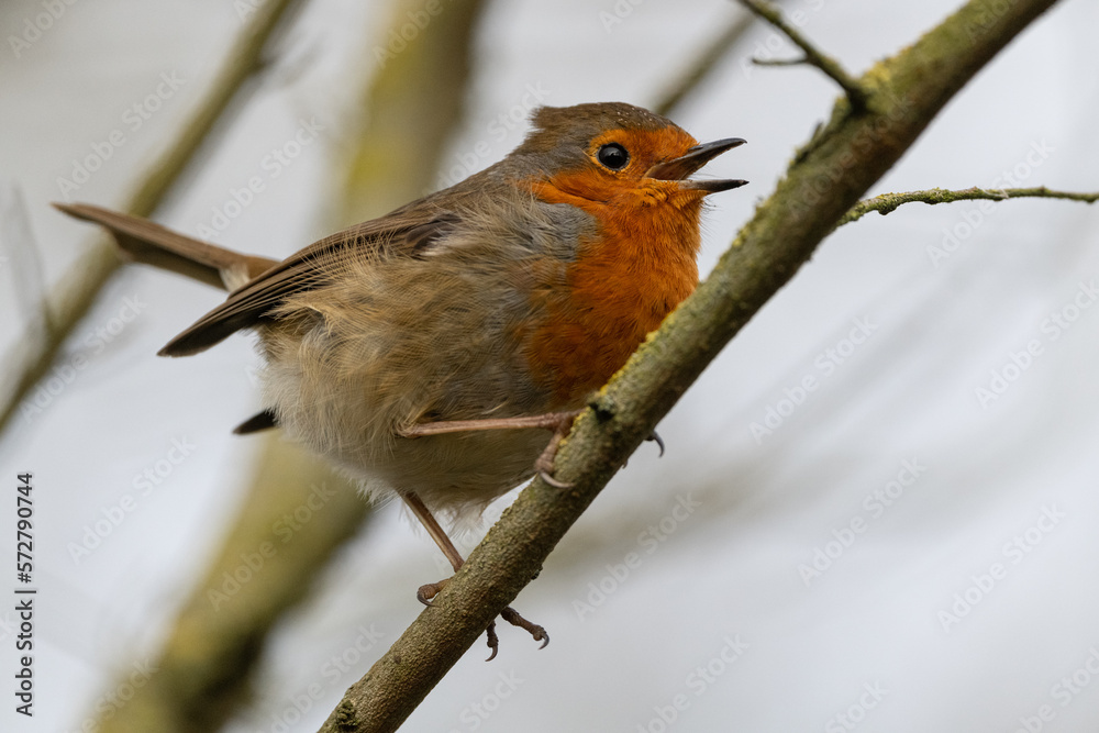 Fototapeta premium Robin Redbreast