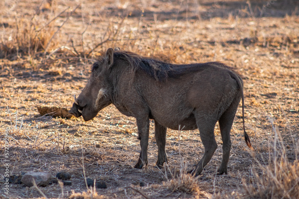Wild boars in the african savannah Wild boars in the african savannah
