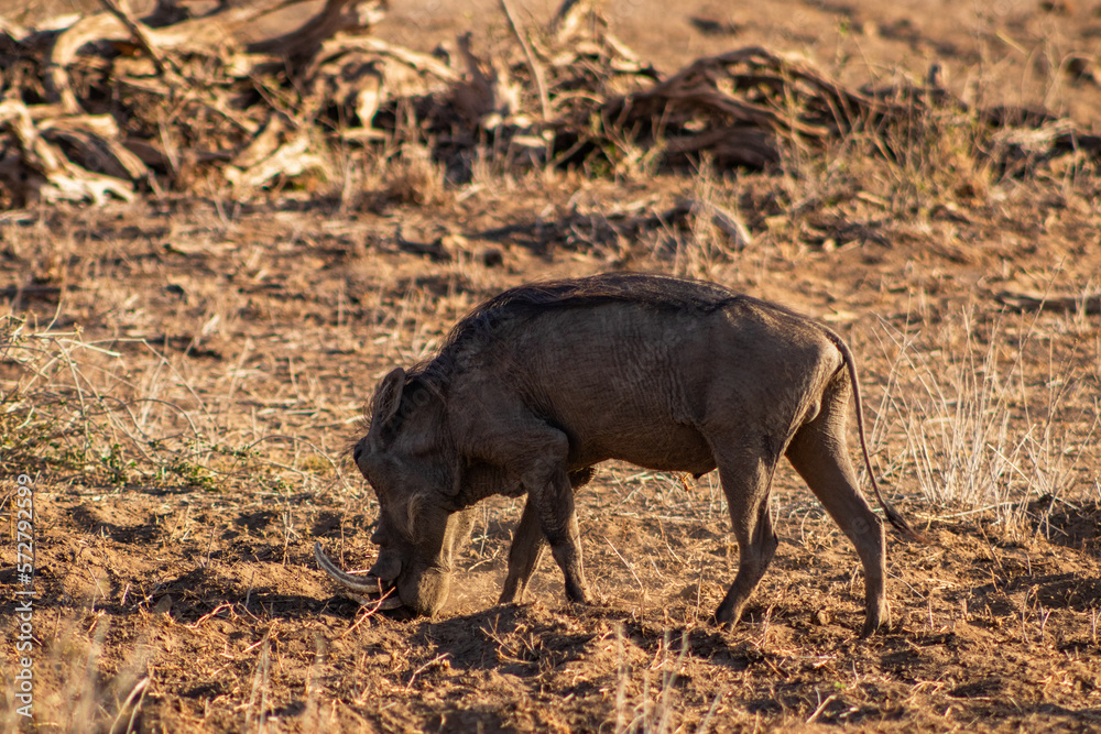 Wild boars in the african savannah Wild boars in the african savannah