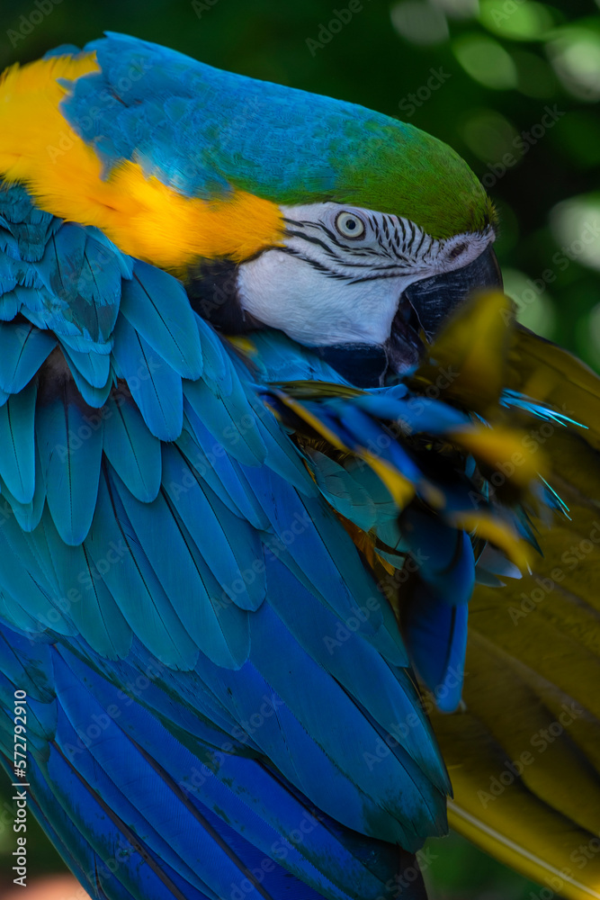 Fototapeta premium Blue and gold macaw