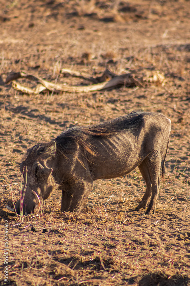 Wild boars in the african savannah Wild boars in the african savannah