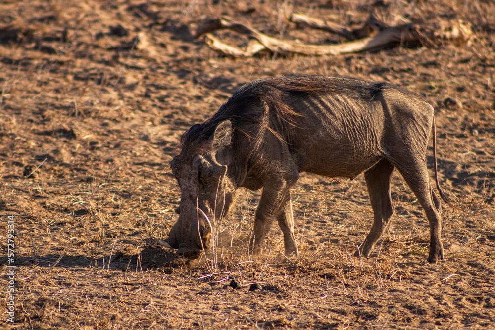 Fototapeta premium Wild boars in the african savannah