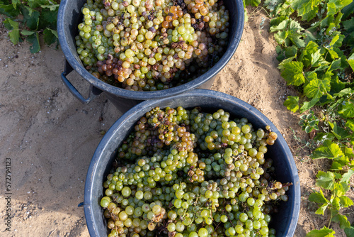 Porto Santo island grapes cultivated on sand that produces the famous porto santo wine photo