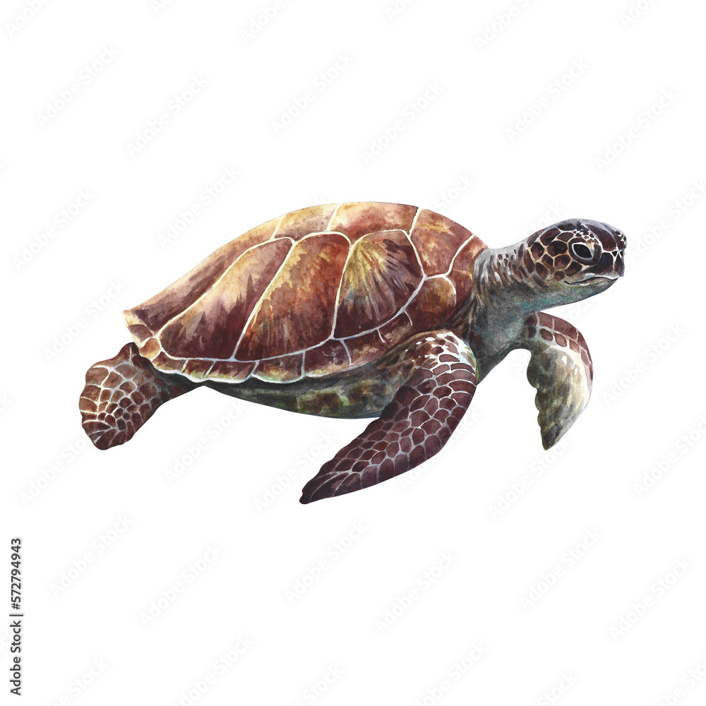 Fototapeta premium Sea turtle, underwater animals. Watercolor hand drawn. Aquarium, tropical, reef, isolate on white background.