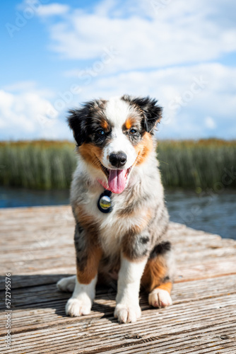 Adorable Australian Shepherd Puppy. A Bundle of Fluff and Love Ready to Steal Your Heart © Uldis Laganovskis