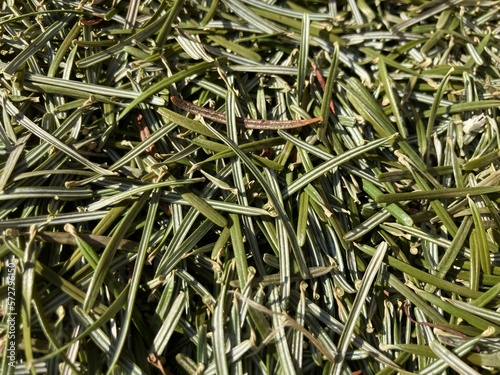 green pine needles spread on the ground