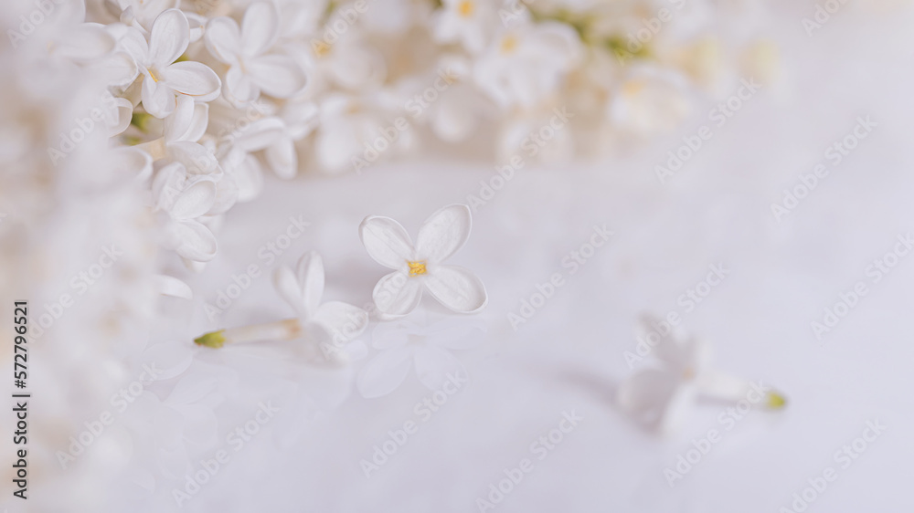Springtime background with branch of blooming white lilac flowers on a glossy white surface, selective focus. Romantic background with copy space for text
