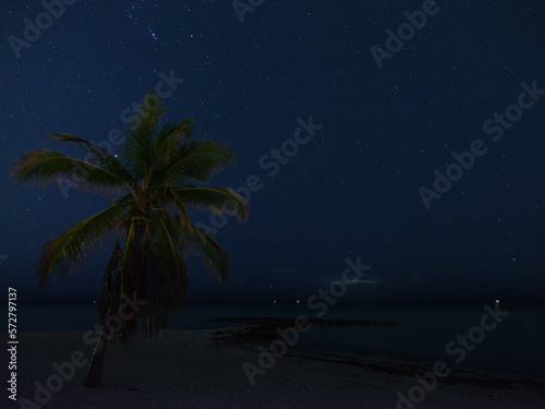 Palm on the beach with the milky way