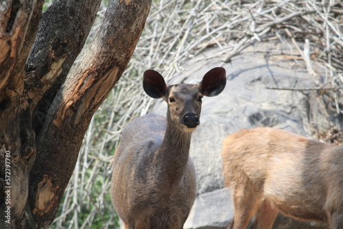 Indian deers at Bannerghatta national park Bangalore sitting or standing in the zoo. forest Wildlife sanctuaries in Karnataka India photo