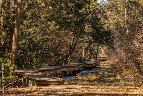 Boardwalk on the Cedar Swamp Trail at High Point State Park in New Jersey © Judy