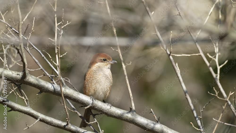 bull headed shrike on a branch bull headed shrike on a branch