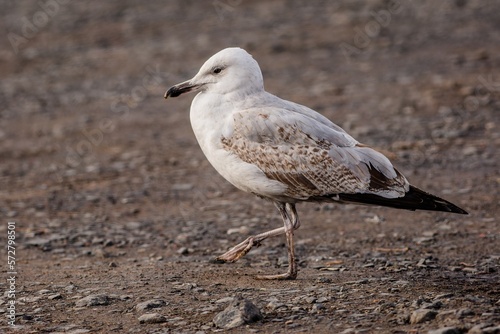 Close up image of a young white, grey and brown Caspian gull walking on a stone and sandy ground.