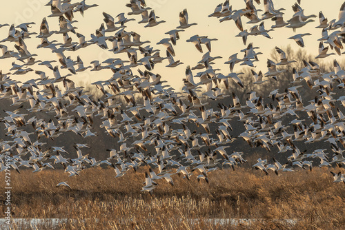 Flock of Snow Geese take off from a pond in the marsh