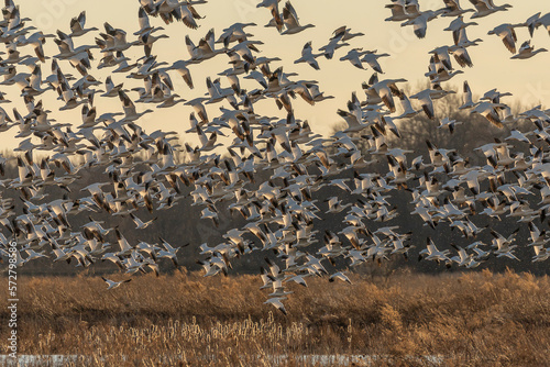 Flock of Snow Geese take off from a pond in the marsh
