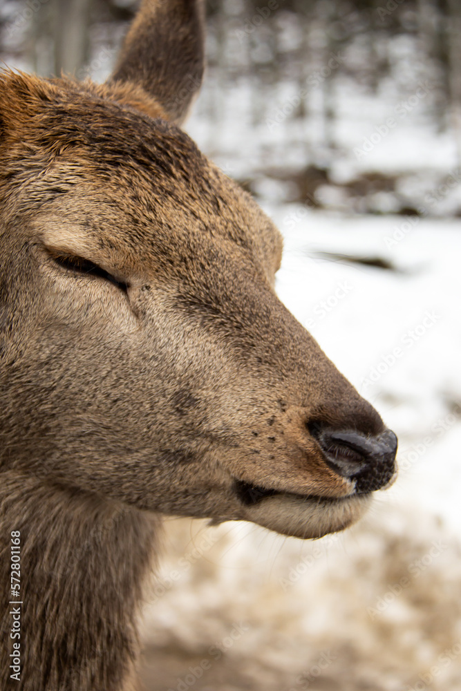 Close up of a deer during winter