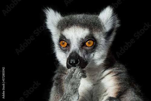The lemur is in thinking. Thoughtful look. Zen, tranquility, enlightenment. Isolated on black background.