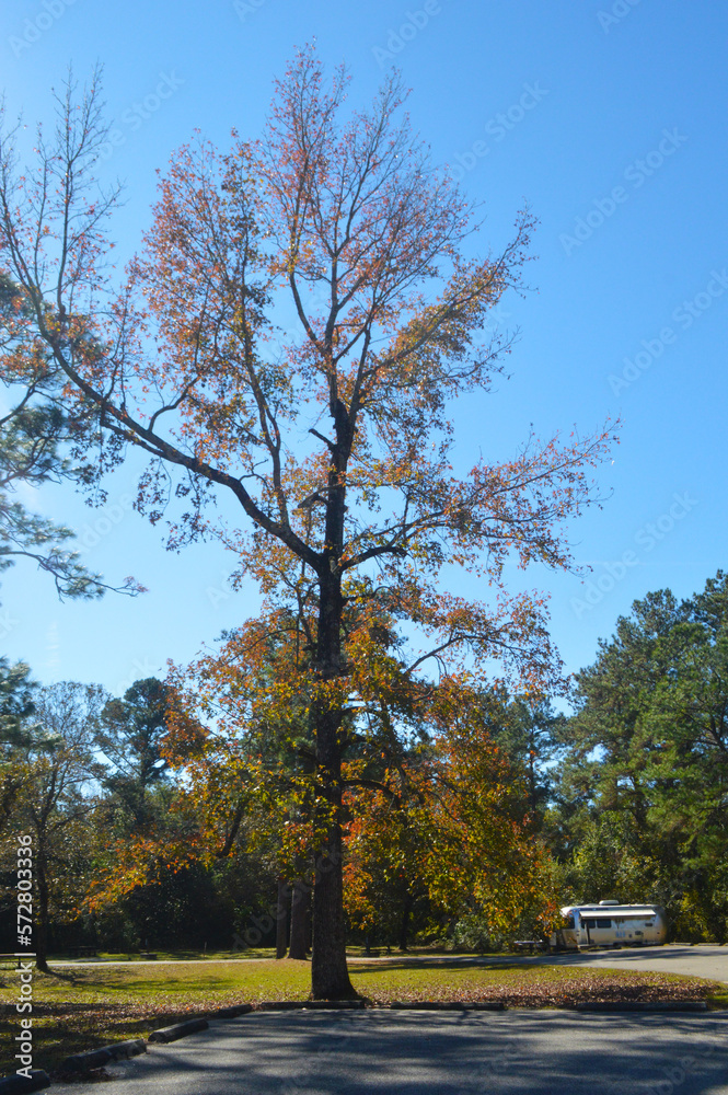 Forest parking lot with RV