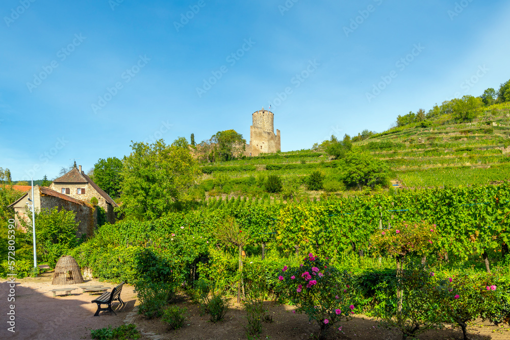 The Château de Kaysersberg hilltop castle can be seen above vineyard rows at the medieval village of Kaysersberg Vignoble, France, one of the stops on the wine route in the Alsace.