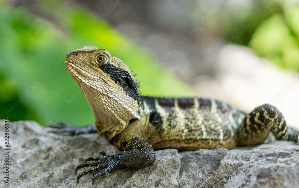 Obraz premium Taronga zoo lizard