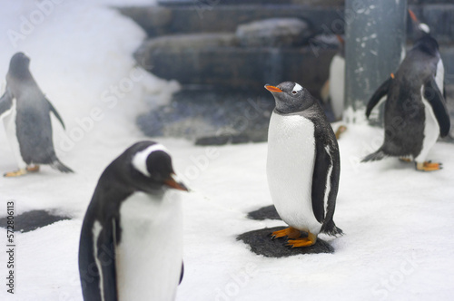 Sydney penguins