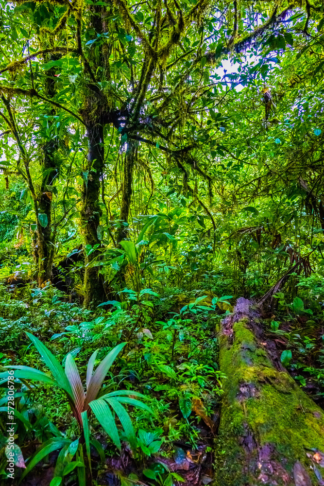 Obraz premium Water at the junction of Rio Buenavista and Quebrada Agriawhere its tributaries come together and the water is observed in shades ranging from aquamarine, sky-blue, light blue, turquoise, to deep blue