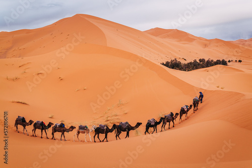 Camels in desert Morocco