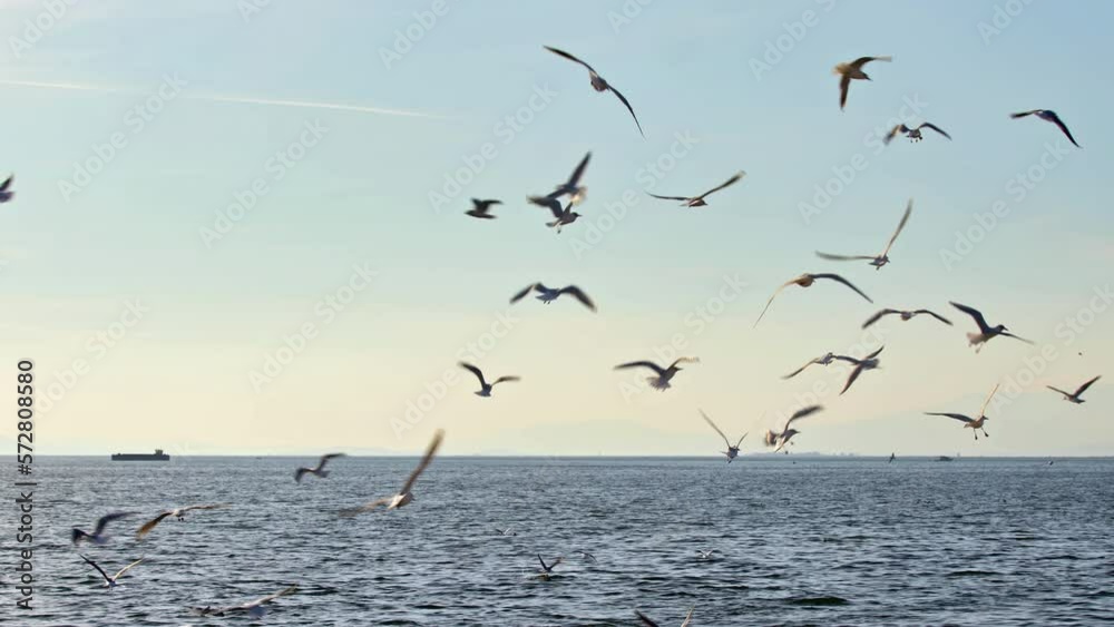 Seagulls and Skyline Horizon Flying Over the Endless Ocean Footage. Seagulls and Skyline Horizon Flying Over the Endless Ocean Footage.