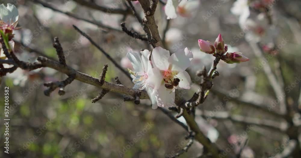 Honey bee pollinating pink almond flowers on tree in spring blossom. Mountains of Teide national Park, Tenerife. Slowmo close-up footage of insect in work. Honey bee pollinating pink almond flowers on tree in spring blossom. Mountains of Teide national Park, Tenerife. Slowmo close-up footage of insect in work.