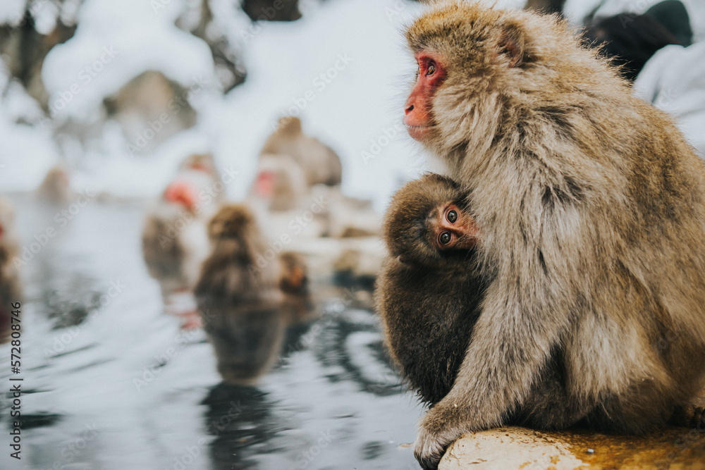 Obraz premium Close up of a Japanese Snow Monkey with her baby