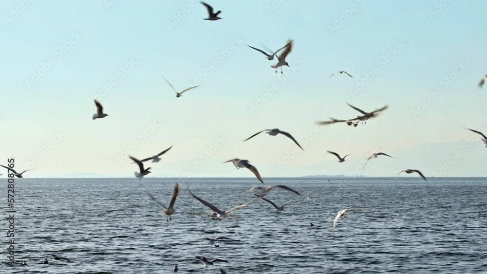 Seagulls and Skyline Horizon Flying Over the Endless Ocean Footage. Seagulls and Skyline Horizon Flying Over the Endless Ocean Footage.