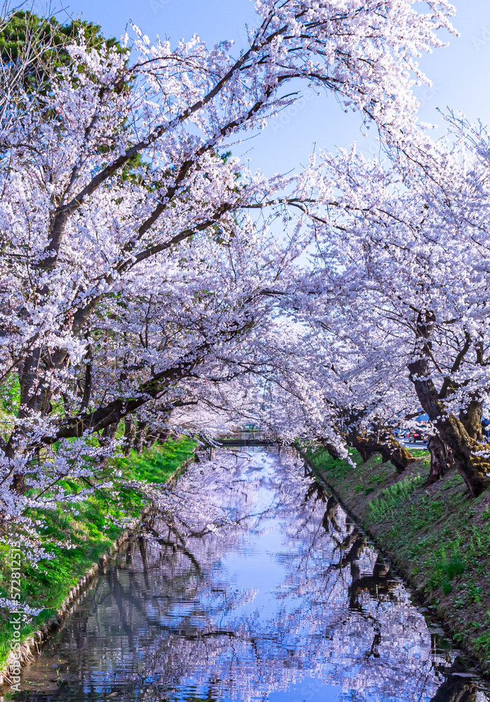 弘前公園の桜