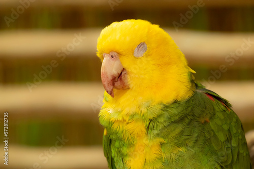 Cute portrair of Yellow headed parrot napping after meal. photo