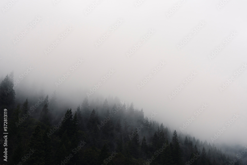 Dark & Foggy Pine Forest Mountains with Moody Cloudy Sky 