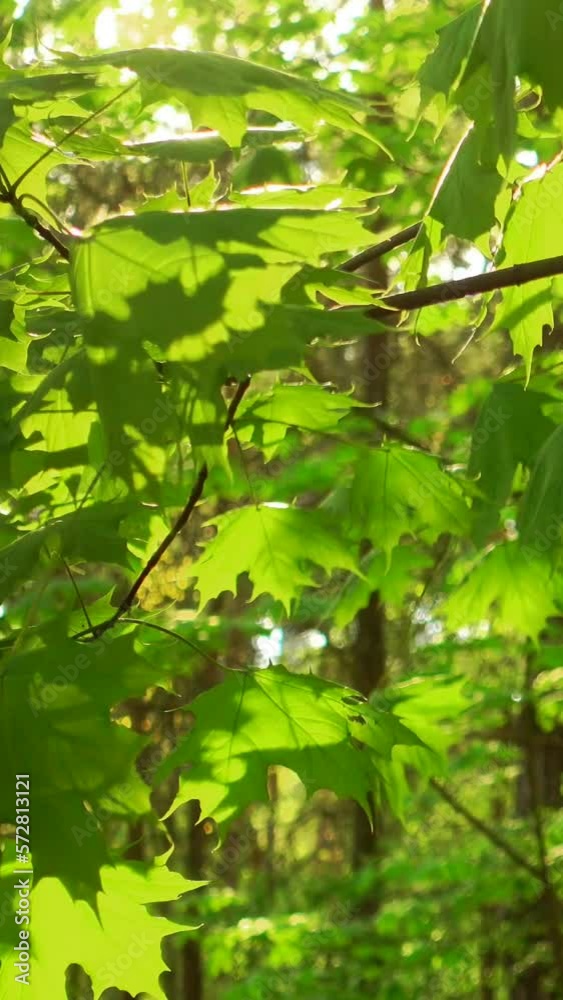 Vertical video of fresh green maple leaves in sunlight Vertical video of fresh green maple leaves in sunlight