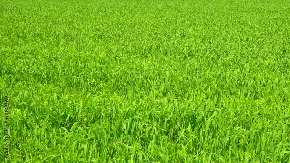 Video of a fresh green grass, agricultural field