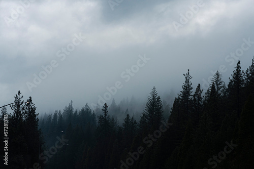 Dark & Foggy Pine Forest Mountains with Moody Cloudy Sky 