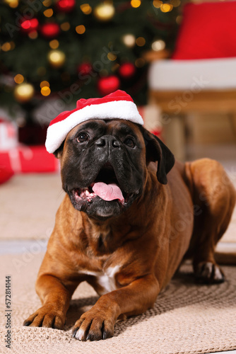 Fototapeta Naklejka Na Ścianę i Meble -  Cute dog wearing small Santa hat at home