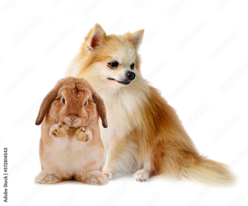 Chihuahua dog and  rabbit on white background