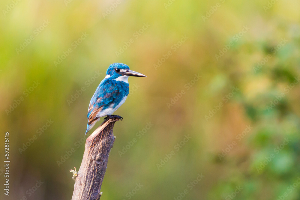 small blue kingfisher perched on a post with yelowish blury blackground