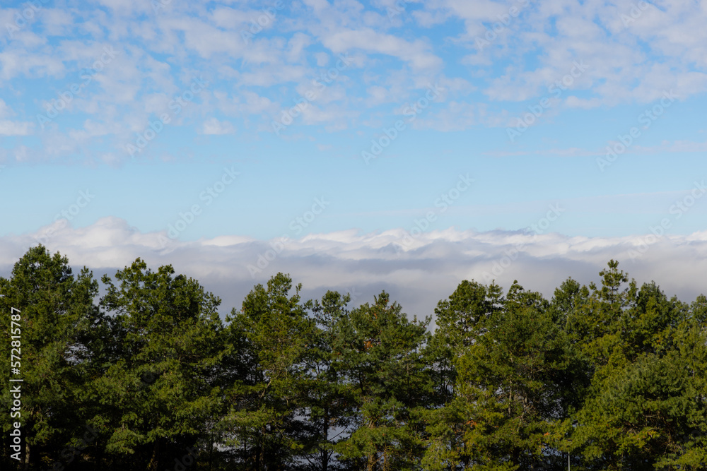 Sea of the cloud over the forest Sea of the cloud over the forest