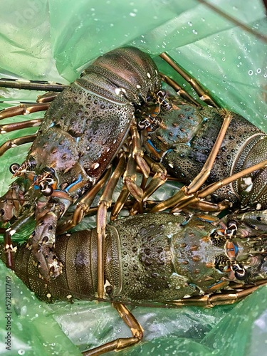 Close-up of fresh spiny lobsters sold in a plastic bag ready for cooking