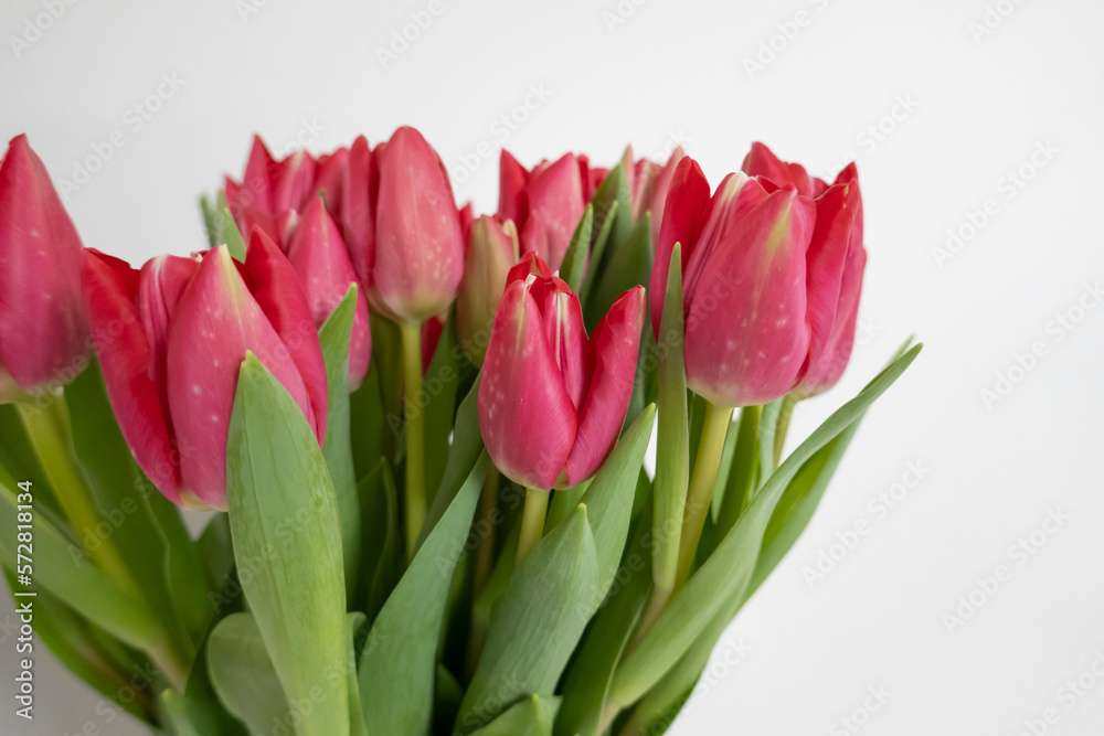 Tulips are arranged on a white background. Tulips are arranged on a white background.
