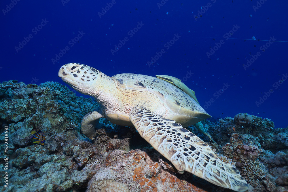 Fototapeta premium big sea turtle underwater photo, fish clingers, symbiosis ecosystem