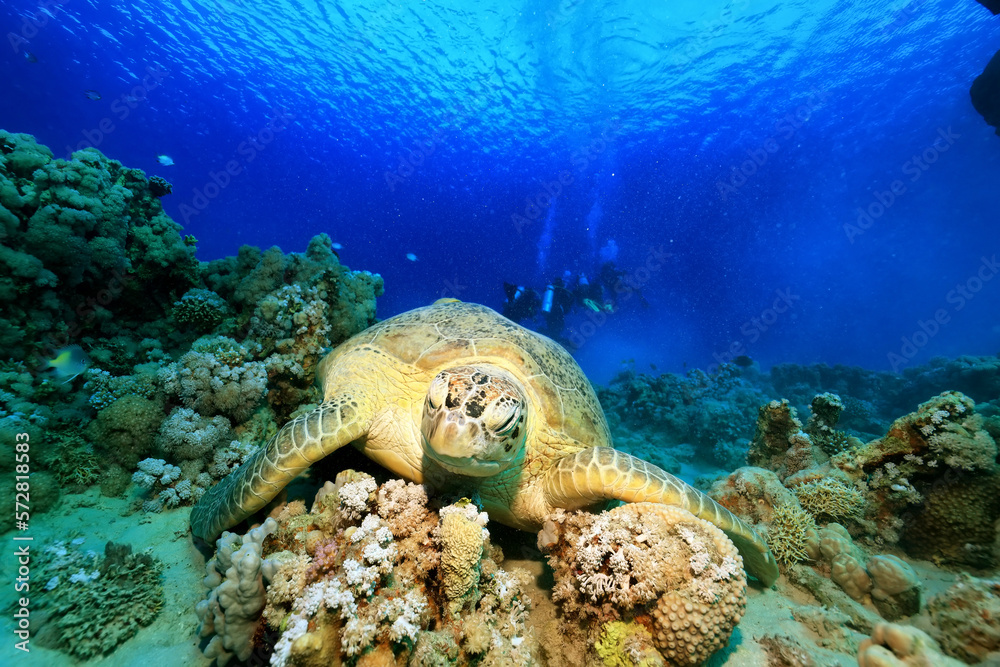 big sea turtle underwater photo, fish clingers, symbiosis ecosystem big sea turtle underwater photo, fish clingers, symbiosis ecosystem