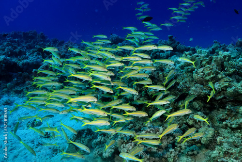 flock of fish goatfish underwater background