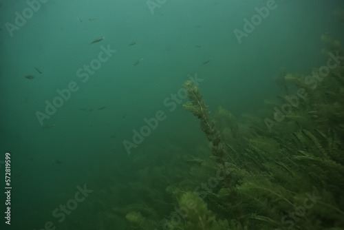 underwater landscape green algae background abstract water